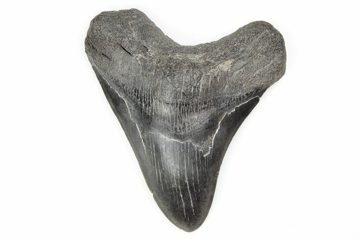 Fossil Megalodon Tooth - South Carolina #196884